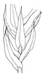 Leptotheca gaudichaudii, portion of shoot, showing leaf bases. Drawn from B.H. Macmillan 72/856, CHR 164360 or A.J. Fife 6347, CHR 405561.
 Image: R.C. Wagstaff © Landcare Research 2021 CC BY 4.0